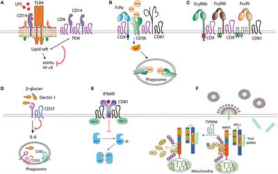 Tetraspanins as Organizers of Antigen-Presenting Cell Function